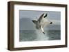 Great White Shark (Carcharodon Carcharias) Breaching in an Attack. Hunting of a Great White Shark (-Sergey Uryadnikov-Framed Photographic Print