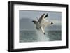 Great White Shark (Carcharodon Carcharias) Breaching in an Attack. Hunting of a Great White Shark (-Sergey Uryadnikov-Framed Photographic Print