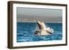 Great White Shark ( Carcharodon Carcharias ) Breaching in an Attack . South Africa-Sergey Uryadnikov-Framed Photographic Print