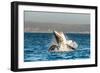 Great White Shark ( Carcharodon Carcharias ) Breaching in an Attack . South Africa-Sergey Uryadnikov-Framed Photographic Print