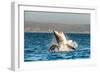 Great White Shark ( Carcharodon Carcharias ) Breaching in an Attack . South Africa-Sergey Uryadnikov-Framed Photographic Print