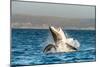 Great White Shark ( Carcharodon Carcharias ) Breaching in an Attack . South Africa-Sergey Uryadnikov-Mounted Photographic Print