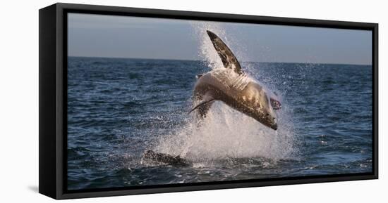 Great White Shark (Carcharodon Carcharias) Breaching-Cheryl-Samantha Owen-Framed Stretched Canvas