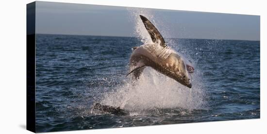 Great White Shark (Carcharodon Carcharias) Breaching-Cheryl-Samantha Owen-Stretched Canvas