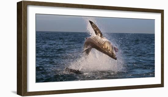 Great White Shark (Carcharodon Carcharias) Breaching-Cheryl-Samantha Owen-Framed Photographic Print