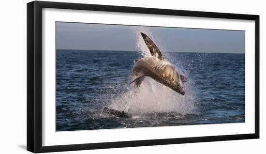 Great White Shark (Carcharodon Carcharias) Breaching-Cheryl-Samantha Owen-Framed Photographic Print