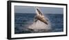 Great White Shark (Carcharodon Carcharias) Breaching-Cheryl-Samantha Owen-Framed Photographic Print