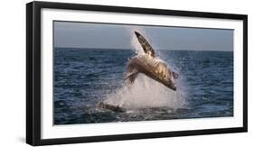 Great White Shark (Carcharodon Carcharias) Breaching-Cheryl-Samantha Owen-Framed Photographic Print