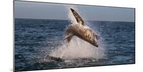 Great White Shark (Carcharodon Carcharias) Breaching-Cheryl-Samantha Owen-Mounted Photographic Print