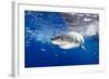 Great White Shark (Carcharodon Carcharias) Guadalupe Island, Mexico, Pacific Ocean. Vulnerable-Franco Banfi-Framed Photographic Print