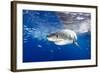 Great White Shark (Carcharodon Carcharias) Guadalupe Island, Mexico, Pacific Ocean. Vulnerable-Franco Banfi-Framed Photographic Print