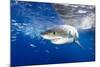 Great White Shark (Carcharodon Carcharias) Guadalupe Island, Mexico, Pacific Ocean. Vulnerable-Franco Banfi-Mounted Photographic Print