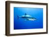 Great White Shark (Carcharodon Carcharias) Guadalupe Island, Mexico, Pacific Ocean-Franco Banfi-Framed Premium Photographic Print