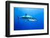 Great White Shark (Carcharodon Carcharias) Guadalupe Island, Mexico, Pacific Ocean-Franco Banfi-Framed Premium Photographic Print