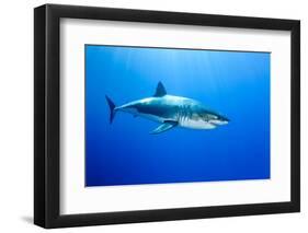 Great White Shark (Carcharodon Carcharias) Guadalupe Island, Mexico, Pacific Ocean-Franco Banfi-Framed Premium Photographic Print