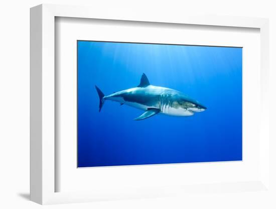 Great White Shark (Carcharodon Carcharias) Guadalupe Island, Mexico, Pacific Ocean-Franco Banfi-Framed Premium Photographic Print