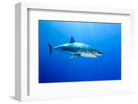 Great White Shark (Carcharodon Carcharias) Guadalupe Island, Mexico, Pacific Ocean-Franco Banfi-Framed Premium Photographic Print