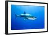 Great White Shark (Carcharodon Carcharias) Guadalupe Island, Mexico, Pacific Ocean-Franco Banfi-Framed Photographic Print