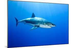 Great White Shark (Carcharodon Carcharias) Guadalupe Island, Mexico, Pacific Ocean-Franco Banfi-Mounted Photographic Print