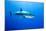 Great White Shark (Carcharodon Carcharias) Guadalupe Island, Mexico, Pacific Ocean-Franco Banfi-Mounted Photographic Print