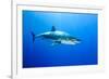 Great White Shark (Carcharodon Carcharias) Guadalupe Island, Mexico, Pacific Ocean-Franco Banfi-Framed Photographic Print