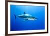 Great White Shark (Carcharodon Carcharias) Guadalupe Island, Mexico, Pacific Ocean-Franco Banfi-Framed Photographic Print