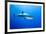 Great White Shark (Carcharodon Carcharias) Guadalupe Island, Mexico, Pacific Ocean-Franco Banfi-Framed Photographic Print