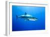 Great White Shark (Carcharodon Carcharias) Guadalupe Island, Mexico, Pacific Ocean-Franco Banfi-Framed Photographic Print