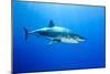 Great White Shark (Carcharodon Carcharias) Guadalupe Island, Mexico, Pacific Ocean-Franco Banfi-Mounted Photographic Print