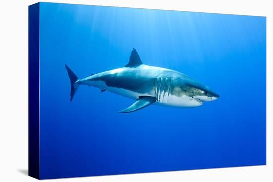 Great White Shark (Carcharodon Carcharias) Guadalupe Island, Mexico, Pacific Ocean-Franco Banfi-Stretched Canvas