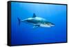 Great White Shark (Carcharodon Carcharias) Guadalupe Island, Mexico, Pacific Ocean-Franco Banfi-Framed Stretched Canvas