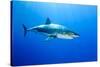 Great White Shark (Carcharodon Carcharias) Guadalupe Island, Mexico, Pacific Ocean-Franco Banfi-Stretched Canvas