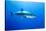 Great White Shark (Carcharodon Carcharias) Guadalupe Island, Mexico, Pacific Ocean-Franco Banfi-Stretched Canvas