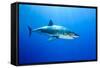 Great White Shark (Carcharodon Carcharias) Guadalupe Island, Mexico, Pacific Ocean-Franco Banfi-Framed Stretched Canvas