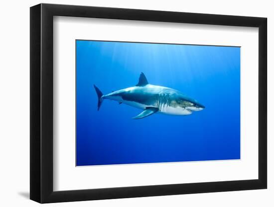 Great White Shark (Carcharodon Carcharias) Guadalupe Island, Mexico, Pacific Ocean-Franco Banfi-Framed Photographic Print