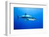 Great White Shark (Carcharodon Carcharias) Guadalupe Island, Mexico, Pacific Ocean-Franco Banfi-Framed Photographic Print