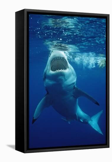 Great White Shark, Carcharodon Carcharias, Mexico, Pacific Ocean, Guadalupe-Reinhard Dirscherl-Framed Stretched Canvas