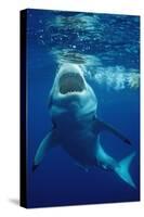 Great White Shark, Carcharodon Carcharias, Mexico, Pacific Ocean, Guadalupe-Reinhard Dirscherl-Stretched Canvas