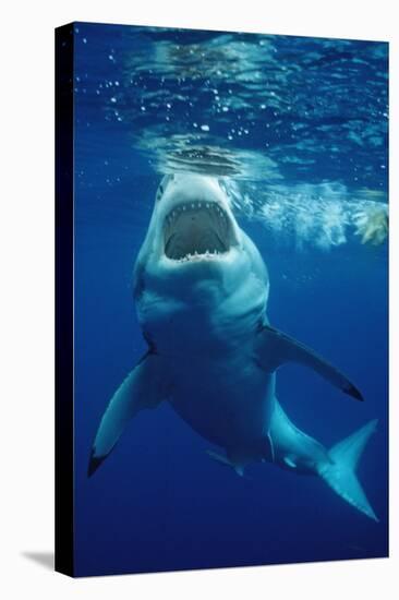 Great White Shark, Carcharodon Carcharias, Mexico, Pacific Ocean, Guadalupe-Reinhard Dirscherl-Stretched Canvas