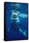 Great White Shark, Carcharodon Carcharias, Mexico, Pacific Ocean, Guadalupe-Reinhard Dirscherl-Framed Stretched Canvas