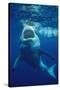 Great White Shark, Carcharodon Carcharias, Mexico, Pacific Ocean, Guadalupe-Reinhard Dirscherl-Stretched Canvas