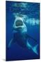 Great White Shark, Carcharodon Carcharias, Mexico, Pacific Ocean, Guadalupe-Reinhard Dirscherl-Mounted Premium Photographic Print