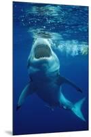 Great White Shark, Carcharodon Carcharias, Mexico, Pacific Ocean, Guadalupe-Reinhard Dirscherl-Mounted Premium Photographic Print