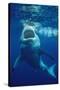 Great White Shark, Carcharodon Carcharias, Mexico, Pacific Ocean, Guadalupe-Reinhard Dirscherl-Stretched Canvas