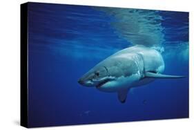 Great White Shark, Carcharodon Carcharias, Mexico, Pacific Ocean, Guadalupe-Reinhard Dirscherl-Stretched Canvas