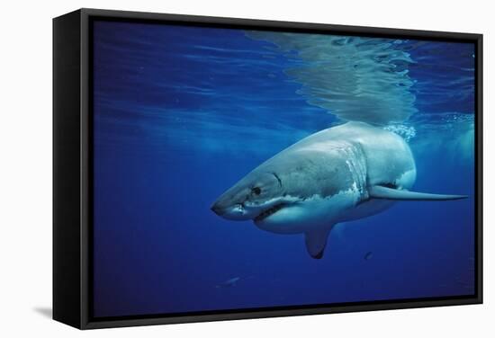 Great White Shark, Carcharodon Carcharias, Mexico, Pacific Ocean, Guadalupe-Reinhard Dirscherl-Framed Stretched Canvas