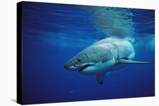 Great White Shark, Carcharodon Carcharias, Mexico, Pacific Ocean, Guadalupe-Reinhard Dirscherl-Stretched Canvas