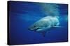 Great White Shark, Carcharodon Carcharias, Mexico, Pacific Ocean, Guadalupe-Reinhard Dirscherl-Stretched Canvas