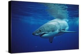 Great White Shark, Carcharodon Carcharias, Mexico, Pacific Ocean, Guadalupe-Reinhard Dirscherl-Stretched Canvas