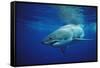 Great White Shark, Carcharodon Carcharias, Mexico, Pacific Ocean, Guadalupe-Reinhard Dirscherl-Framed Stretched Canvas